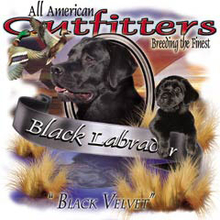 5609 BLACK LABRADOR - BLACK VEL