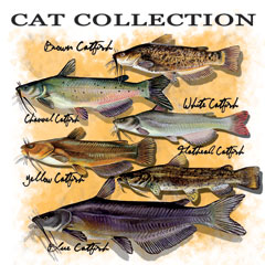 6741 CAT COLLECTION