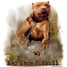 6948 RED NOSE PITBULL