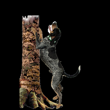 17073R-4868 Bluetick Treeing (Right Side) All American 12" Window Decal