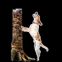 17073R-4869 English Hound Treeing (Right Side) All American 12" Window Decal