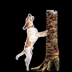 17073L-4869 English Hound Treeing (Left Side) All American 12" Window Decal